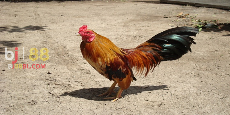Cách nuôi gà đá