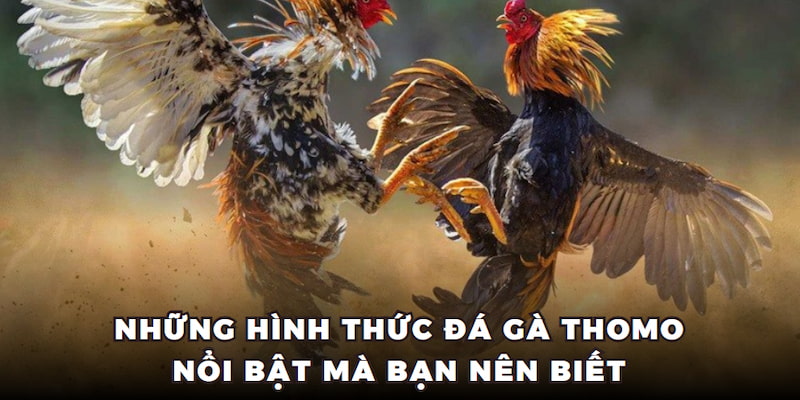 Những hình thức đá gà thomo nổi bật mà bạn nên biết